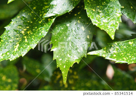 Filia Oki (with water drops after rain) Filia Oki (with water drops after rain) 85341514
