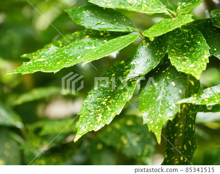Filia Oki (with water drops after rain) Filia Oki (with water drops after rain) 85341515