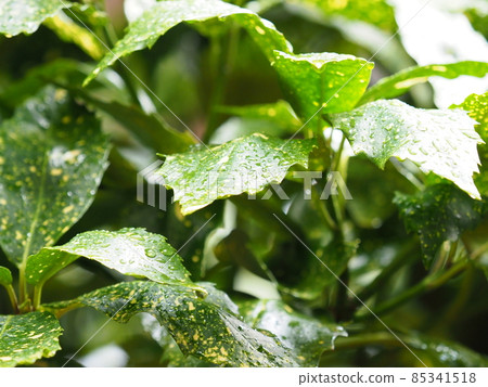 Filia Oki (with water drops after rain) Filia Oki (with water drops after rain) 85341518