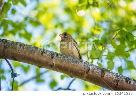Green and yellow songbird, The European greenfinch sitting on a branch in spring. Green and yellow songbird, The European greenfinch sitting on a branch in spring. 85341553