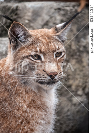 Portrait of The Eurasian lynx close-up, lat. Lynx lynx Portrait of The Eurasian lynx close-up, lat. Lynx lynx 85341554