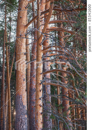 Pine trunks in winter forest on a sunny day 85341600