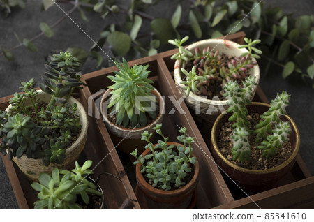 Living with succulents Living with succulents 85341610