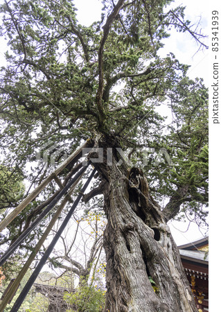 鶴岡八幡宮的杜松 鶴岡八幡宮的杜松 85341939