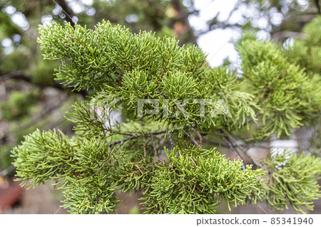 鶴岡八幡宮的杜松 鶴岡八幡宮的杜松 85341940