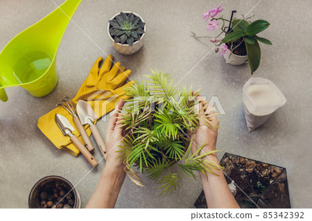 The process of transplanting a houseplant Chamaedorea elegans into a spacious pot. Women's hands take care of home plants. Top view flat lay 85342392