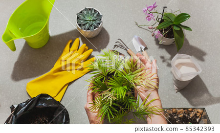 The process of transplanting a houseplant Chamaedorea elegans into a spacious pot. Women's hands take care of home plants. Top view flat lay 85342393