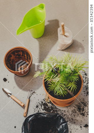 A set of items for replanting houseplant Chamaedorea elegans into a spacious pot. Care of home plants. Top view flat lay A set of items for replanting houseplant Chamaedorea elegans into a spacious pot. Care of home plants. Top view flat lay 85342394