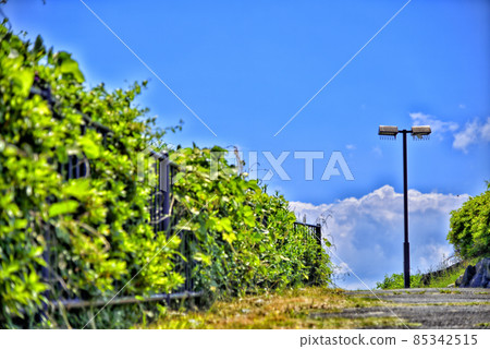 [Kanagawa] Yokosuka Central Park scenery 85342515