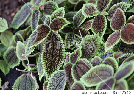 天南星科紫色和綠色鋸齒葉camula 85342540