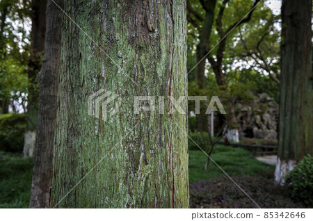 Close up details of green lichen on bark surface of an old big tree in a garden Close up details of green lichen on bark surface of an old big tree in a garden 85342646