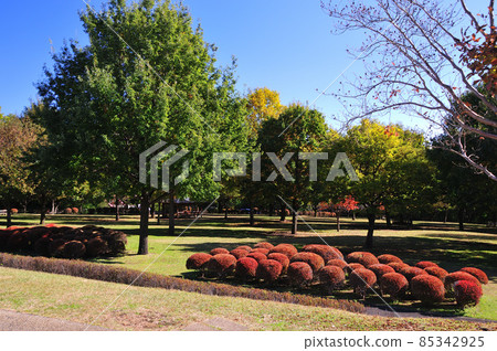 Around Lake Miyagase in autumn, Aiko-gun, Kanagawa Prefecture 85342925
