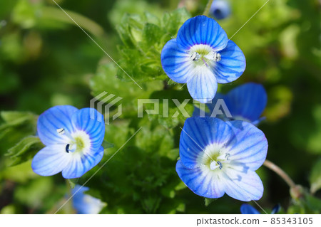 Ouninnu-noguri花 85343105