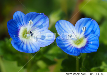 Ouninnu-noguri花 85343180