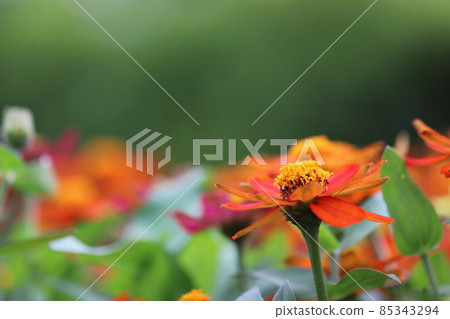 森林中的橙色多年生草 森林中的橙色多年生草 85343294