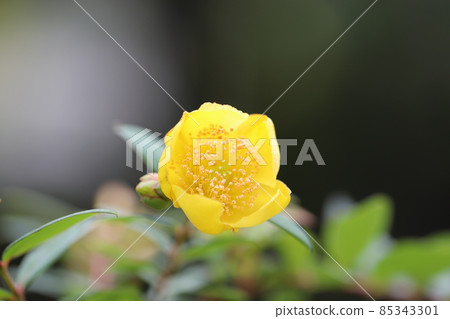 Bright yellow Hypericum flower 85343301