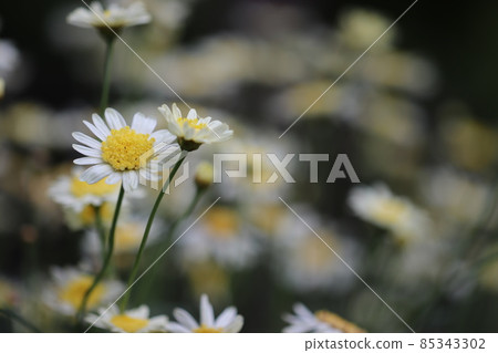 瑪格麗特盛開的鮮花 瑪格麗特盛開的鮮花 85343302