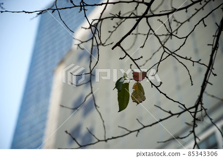 Urban, leaves, dead leaves, branches, winter, cold 85343306