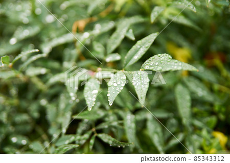 葉子向上,微距,水滴,下雨天 葉子向上,微距,水滴,下雨天 85343312