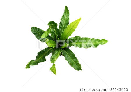 Governor Fern isolated on white background 85343400