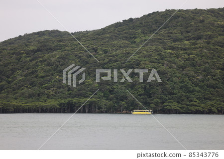 從浦內川展望台看到的紅樹林 85343776