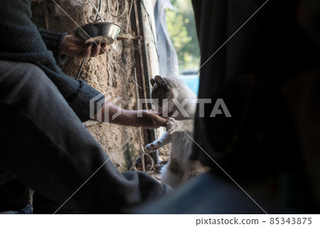 Man feeding cat in shed 85343875