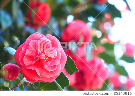山茶花 85343916