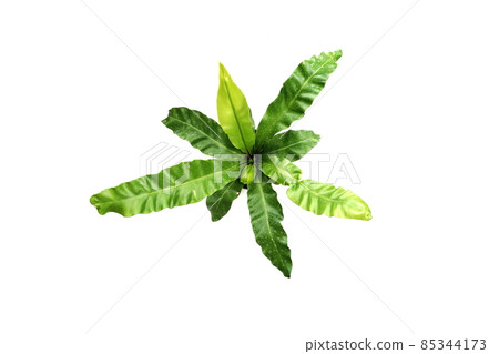 Governor Fern isolated on white background 85344173