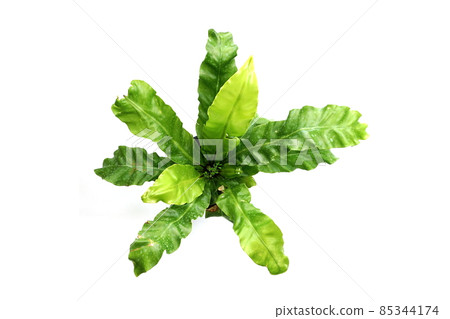 Governor Fern isolated on white background Governor Fern isolated on white background 85344174