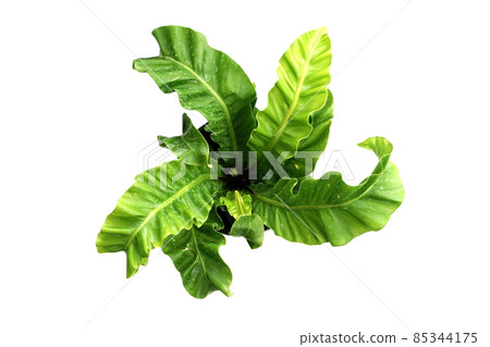 Governor Fern isolated on white background Governor Fern isolated on white background 85344175