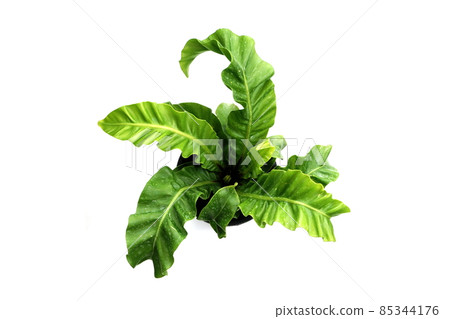 Governor Fern isolated on white background Governor Fern isolated on white background 85344176