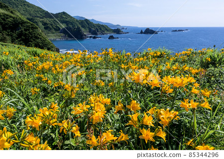 [新潟縣]佐渡市花島小野甘草社區 85344296