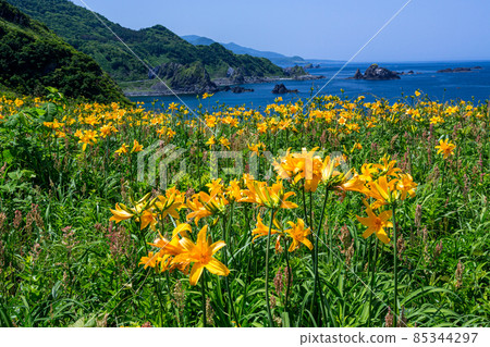 [新潟縣]佐渡市花島小野甘草社區 85344297