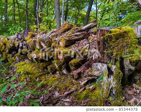 Mossy logs piled up in the forest (Yamagata Prefecture, Zao Onsen, Sakazukiko Promenade) 85344378
