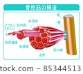 Skeletal muscle structure 85344513