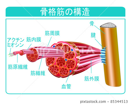 骨骼肌的結構 骨骼肌的結構 85344513