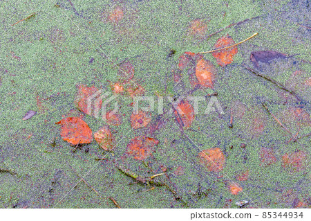 Leaves and algae on the surface of pond water, at Reddish Vale Country park, Stockport, UK. Leaves and algae on the surface of pond water, at Reddish Vale Country park, Stockport, UK. 85344934