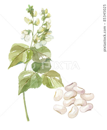 白花豆花豆 白花豆花豆 85345025