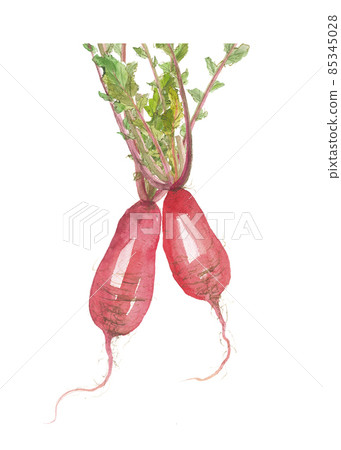 Red radish, Japanese radish, 2 with leaves 85345028