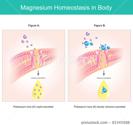 Magnesium homeostasis in body. Illustration explain Magnesium deficiency levels intracellular.. 85345086