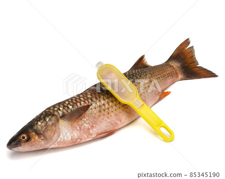 Red-finned mullet isolated on a white background 85345190
