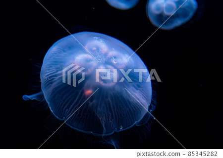 水母在水中 水母在水中 85345282