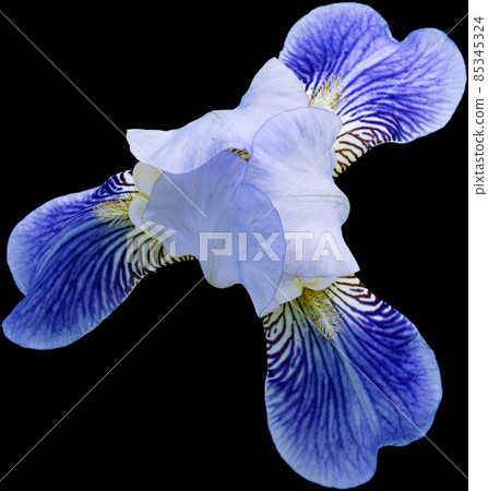 Blue iris flower Isolated on black background with clipping path. Close-up. For design Blue iris flower Isolated on black background with clipping path. Close-up. For design 85345324