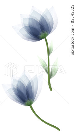 set flowers tulips on a white isolated background with clipping path. Close-up. Flowers on the stem. Nature. set flowers tulips on a white isolated background with clipping path. Close-up. Flowers on the stem. Nature. 85345325