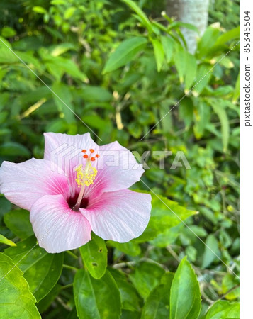 粉紅色的芙蓉 粉紅色的芙蓉 85345504