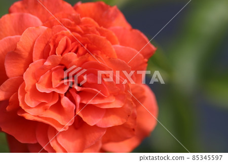 The dark orange rose flower variety is orangery The dark orange rose flower variety is orangery 85345597