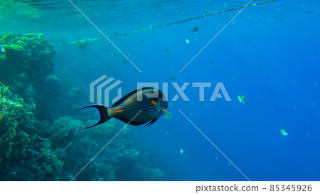 Sohal Tang (Acanthurus sohal) surgeonfish in red sea 85345926