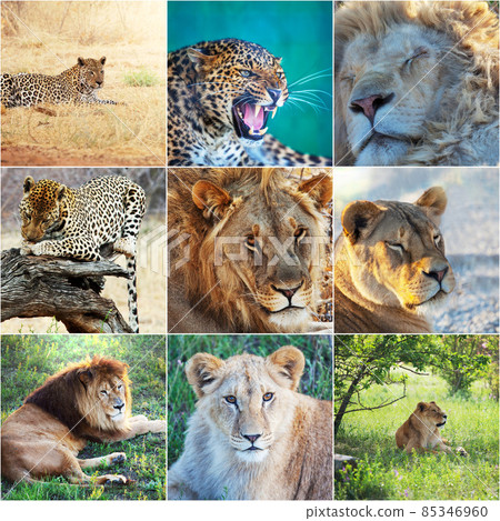 Lion and other Lion and other 85346960