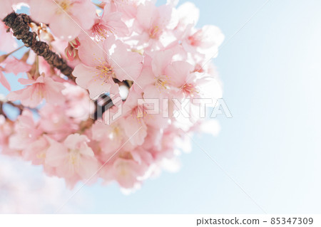 Kawazu cherry blossom background material soft pale touch Kawazu cherry blossom background material soft pale touch 85347309