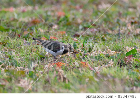 冬季野鳥匍匐 冬季野鳥匍匐 85347485